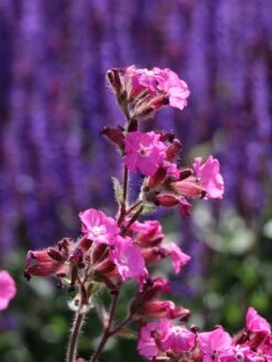 Bastard-Lichtnelke 'Rolly's Favourite' ® -Edelrosen Geschaft bastard lichtnelke rollys favourite m087899 w 6