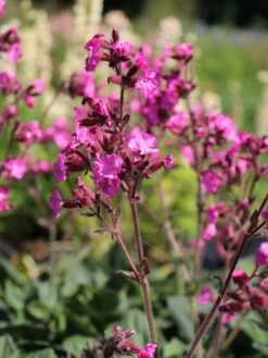 Bastard-Lichtnelke 'Rolly's Favourite' ® -Edelrosen Geschaft bastard lichtnelke rollys favourite m087899 w 8