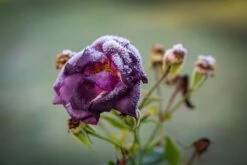 Beetrose / Strauchrose 'Rhapsody In Blue' 37 Beetrose / Strauchrose 'Rhapsody In Blue' -Edelrosen Geschaft beet strauchrose rhapsody in blue m002798 241263 0