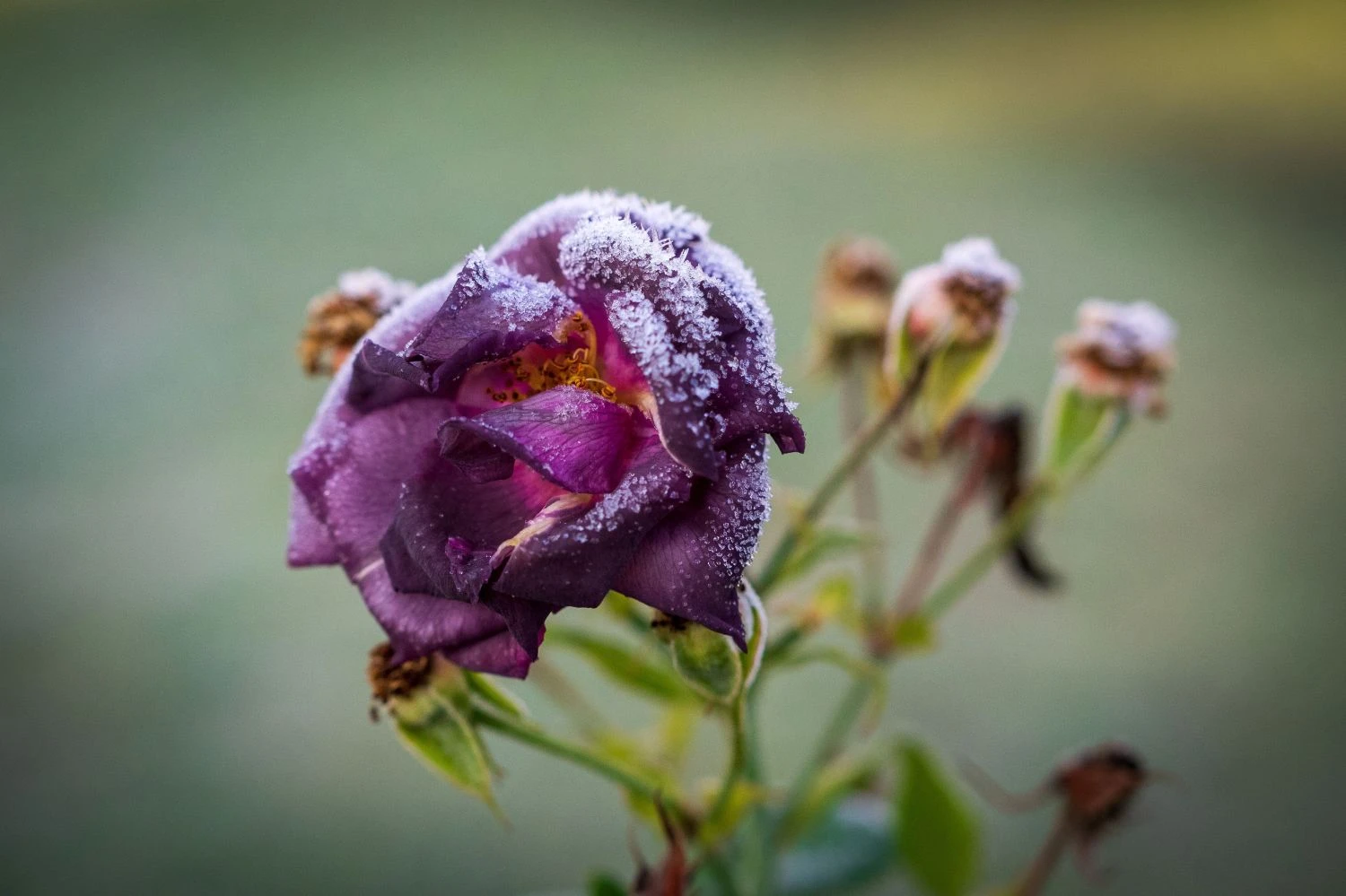 Beetrose / Strauchrose 'Rhapsody In Blue' 18 Beetrose / Strauchrose 'Rhapsody In Blue' – Bild 18