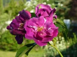 Beetrose / Strauchrose 'Rhapsody In Blue' 38 Beetrose / Strauchrose 'Rhapsody In Blue' -Edelrosen Geschaft beet strauchrose rhapsody in blue m002798 325134 0