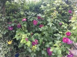 Beetrose / Strauchrose 'Rhapsody In Blue' 36 Beetrose / Strauchrose 'Rhapsody In Blue' -Edelrosen Geschaft beet strauchrose rhapsody in blue m002798 61567 0