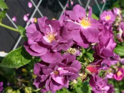 Beetrose / Strauchrose 'Rhapsody In Blue' 23 Beetrose / Strauchrose 'Rhapsody In Blue' -Edelrosen Geschaft beet strauchrose rhapsody in blue m002798 w 1