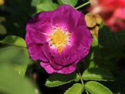 Beetrose / Strauchrose 'Rhapsody In Blue' 31 Beetrose / Strauchrose 'Rhapsody In Blue' -Edelrosen Geschaft beet strauchrose rhapsody in blue m002798 w 2