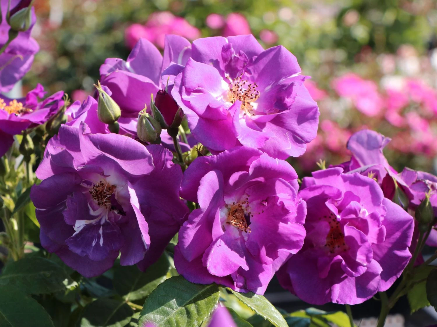 Beetrose / Strauchrose 'Rhapsody In Blue' 3 Beetrose / Strauchrose 'Rhapsody In Blue' – Bild 3