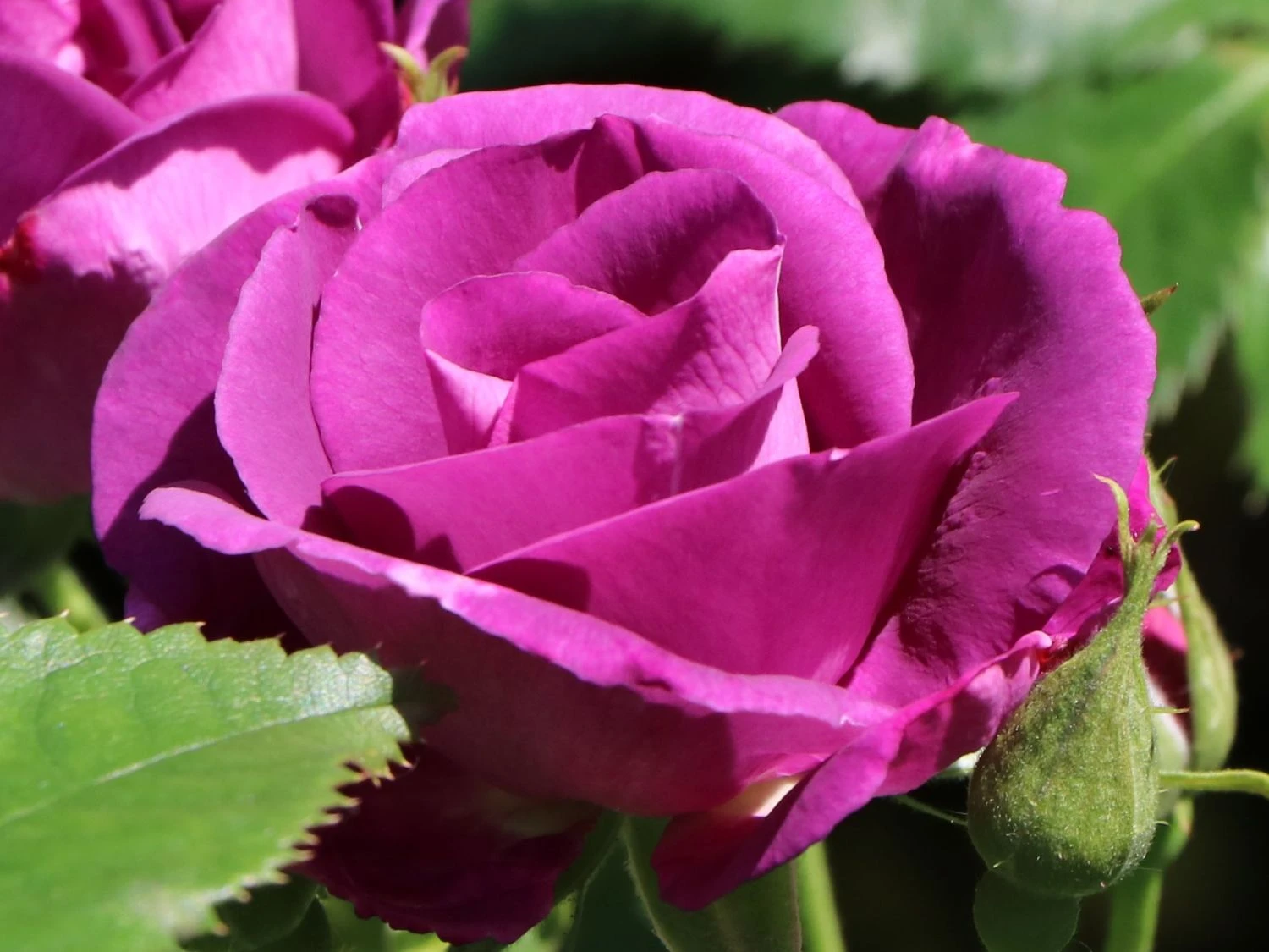 Beetrose / Strauchrose 'Rhapsody In Blue' 7 Beetrose / Strauchrose 'Rhapsody In Blue' – Bild 7