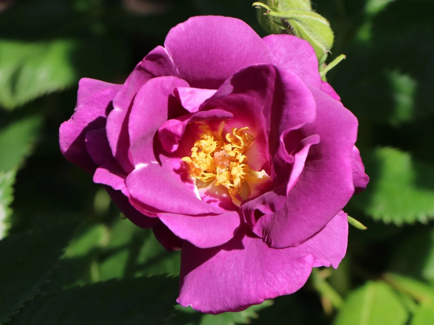 Beetrose / Strauchrose 'Rhapsody In Blue' 6 Beetrose / Strauchrose 'Rhapsody In Blue' – Bild 6