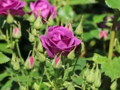 Beetrose / Strauchrose 'Rhapsody In Blue' 27 Beetrose / Strauchrose 'Rhapsody In Blue' -Edelrosen Geschaft beet strauchrose rhapsody in blue m002798 w 6