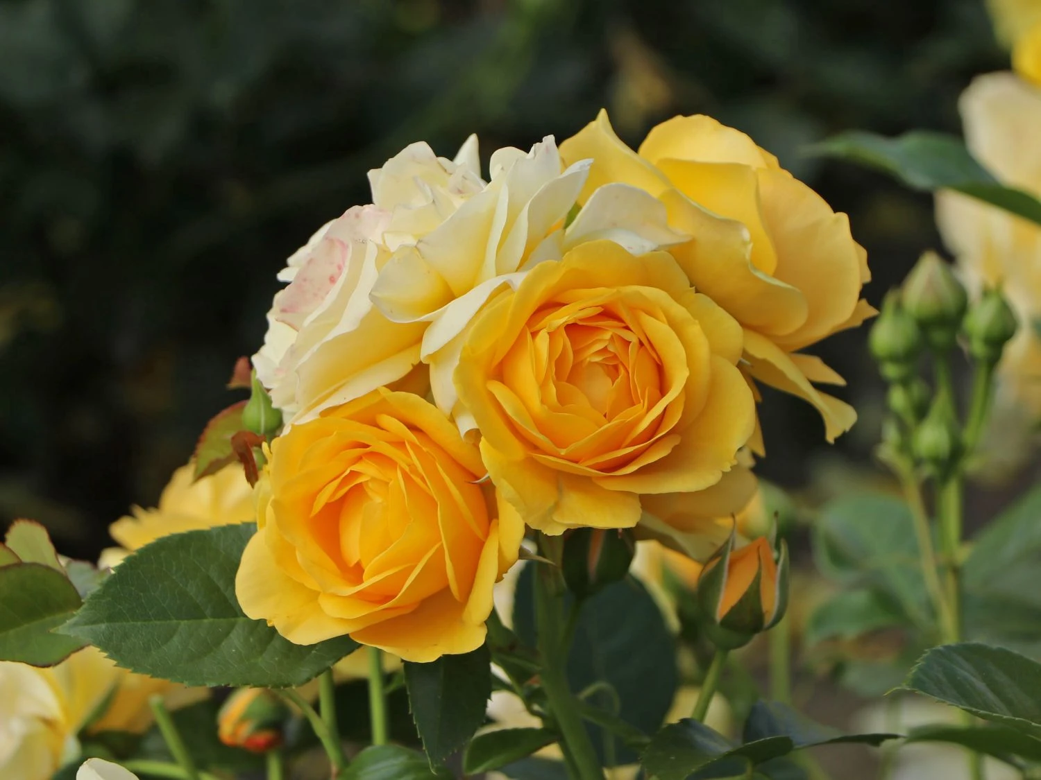 Beetrose 'Absolutely Fabulous' 1 Beetrose 'Absolutely Fabulous'