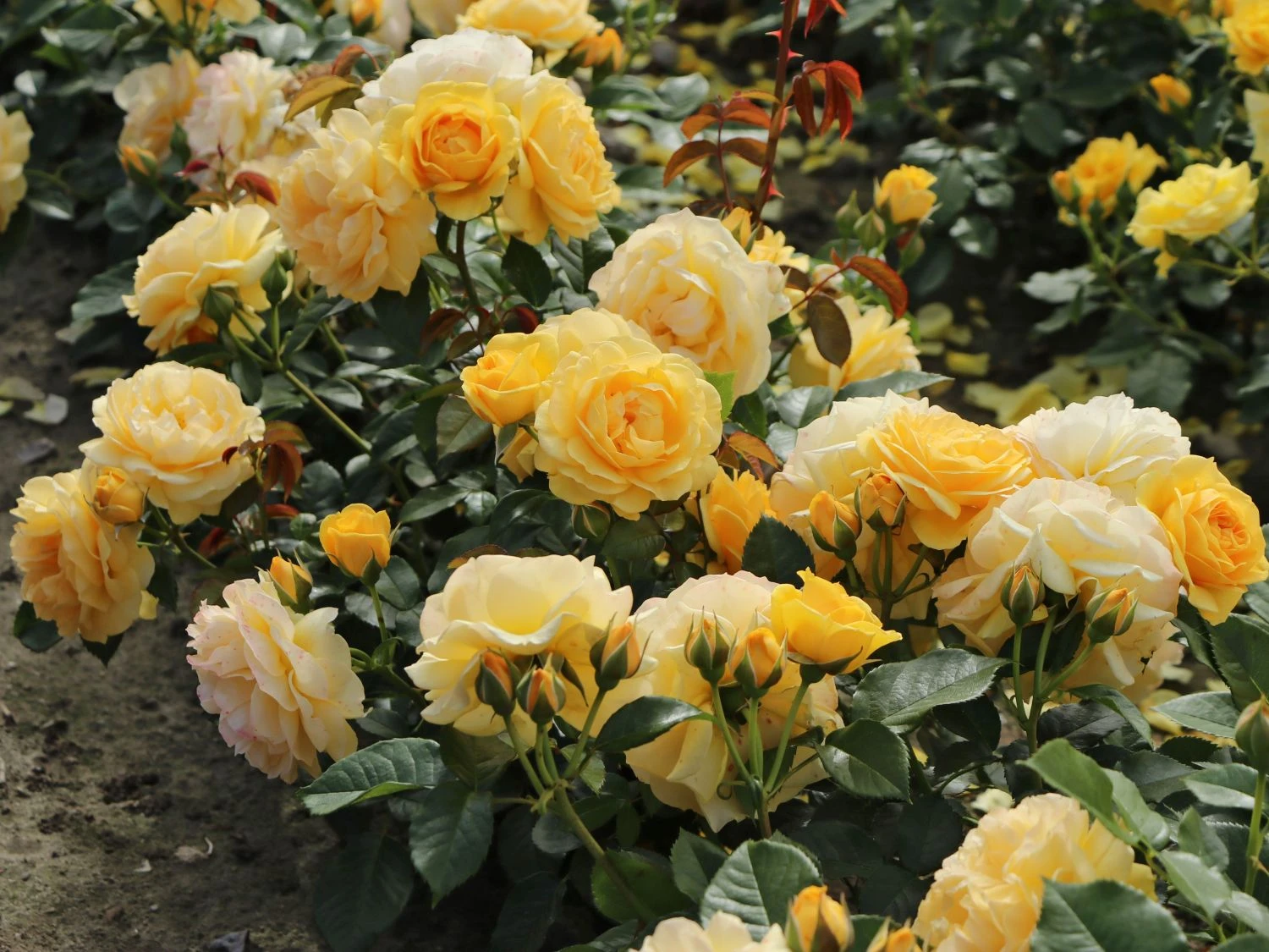 Beetrose 'Absolutely Fabulous' 6 Beetrose 'Absolutely Fabulous' – Bild 6