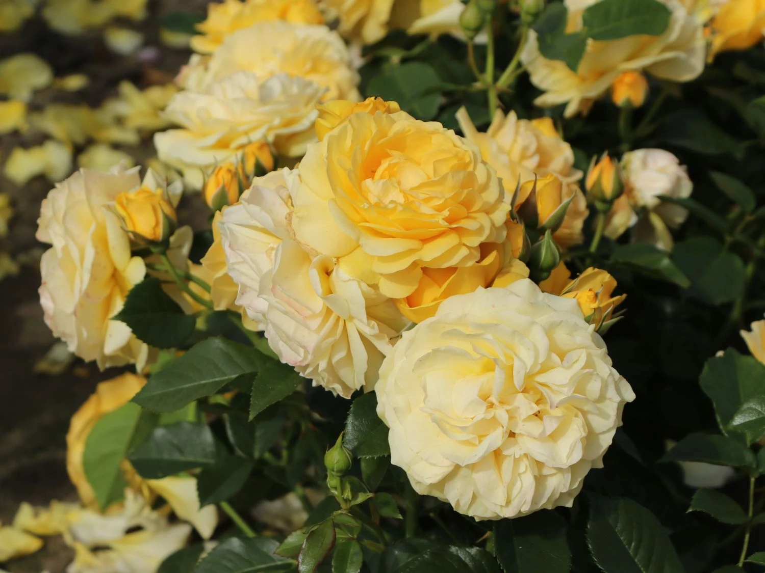 Beetrose 'Absolutely Fabulous' 10 Beetrose 'Absolutely Fabulous' – Bild 10