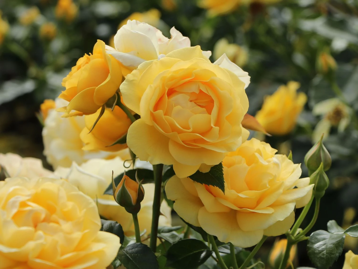 Beetrose 'Absolutely Fabulous' 11 Beetrose 'Absolutely Fabulous' – Bild 11