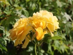 Beetrose 'Absolutely Fabulous' 19 Beetrose 'Absolutely Fabulous' -Edelrosen Geschaft beetrose absolutely fabulous m122032 w 5