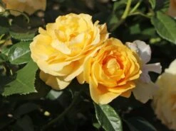 Beetrose 'Absolutely Fabulous' 14 Beetrose 'Absolutely Fabulous' -Edelrosen Geschaft beetrose absolutely fabulous m122032 w 6