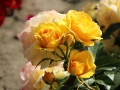 Beetrose 'Absolutely Fabulous' 15 Beetrose 'Absolutely Fabulous' -Edelrosen Geschaft beetrose absolutely fabulous m122032 w 7