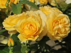 Beetrose 'Absolutely Fabulous' 13 Beetrose 'Absolutely Fabulous' -Edelrosen Geschaft beetrose absolutely fabulous m122032 w 9