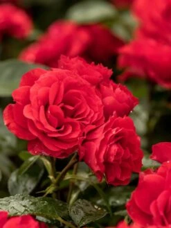 Beetrose 'Arifa' ® -Edelrosen Geschaft beetrose arifa m117264 w 0