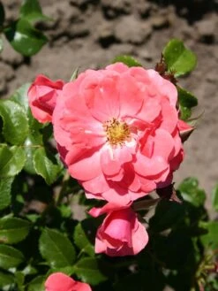 Beetrose 'Bad Birnbach' ® -Edelrosen Geschaft beetrose bad birnbach adr rose m004372 w 10