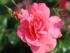 Beetrose 'Bad Birnbach' ® -Edelrosen Geschaft beetrose bad birnbach adr rose m004372 w 14