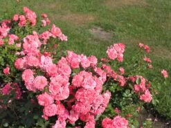 Beetrose 'Bad Birnbach' ® -Edelrosen Geschaft beetrose bad birnbach adr rose m004372 w 16