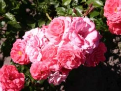 Beetrose 'Bad Birnbach' ® -Edelrosen Geschaft beetrose bad birnbach adr rose m004372 w 2