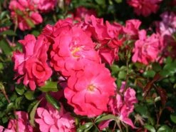 Beetrose 'Bad Birnbach' ® -Edelrosen Geschaft beetrose bad birnbach adr rose m004372 w 3