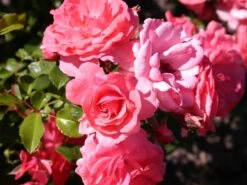 Beetrose 'Bad Birnbach' ® -Edelrosen Geschaft beetrose bad birnbach adr rose m004372 w 7