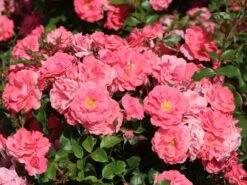 Beetrose 'Bad Birnbach' ® -Edelrosen Geschaft beetrose bad birnbach m004372 w 1