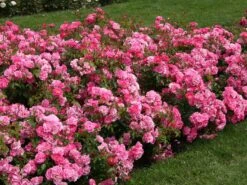 Ausgewählte Produkte -Edelrosen Geschaft beetrose bad woerishofen pink emely m043065 w 0