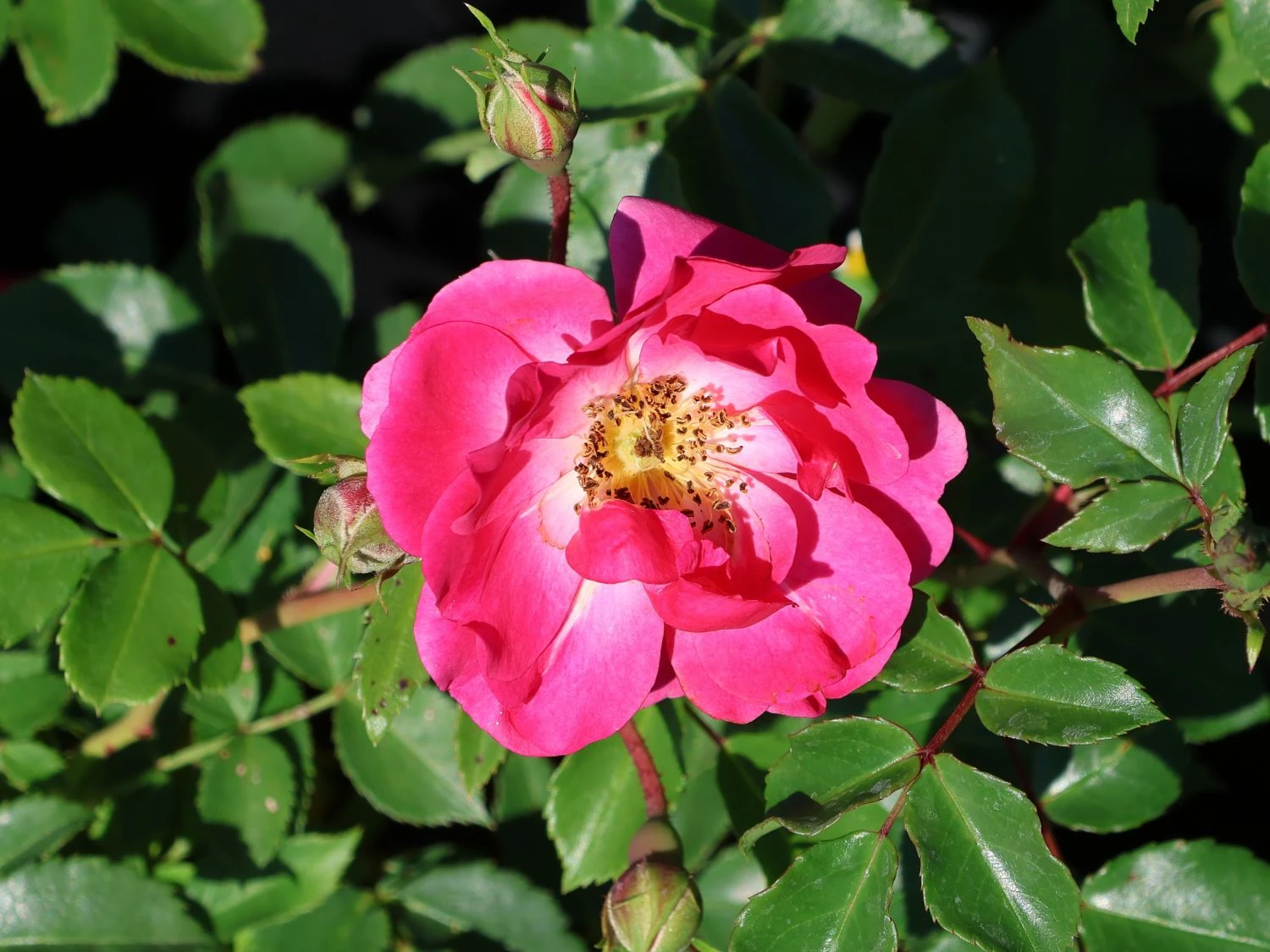 Beetrose 'Bad Wörishofen' / 'Pink Emely' ® 7 Beetrose 'Bad Wörishofen' / 'Pink Emely' ® – Bild 7