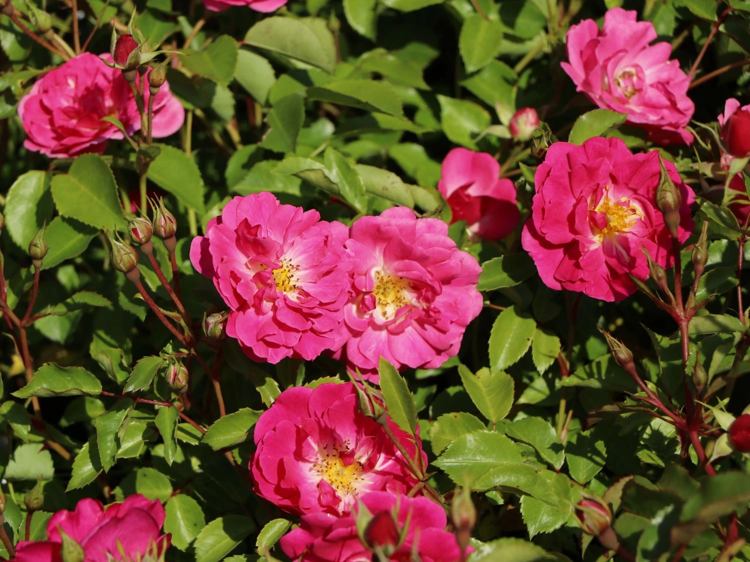 Beetrose 'Bad Wörishofen' / 'Pink Emely' ® 8 Beetrose 'Bad Wörishofen' / 'Pink Emely' ® – Bild 8