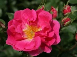 Beetrose 'Bad Wörishofen' / 'Pink Emely' ® 19 Beetrose 'Bad Wörishofen' / 'Pink Emely' ® -Edelrosen Geschaft beetrose bad woerishofen pink emely m043065 w 3