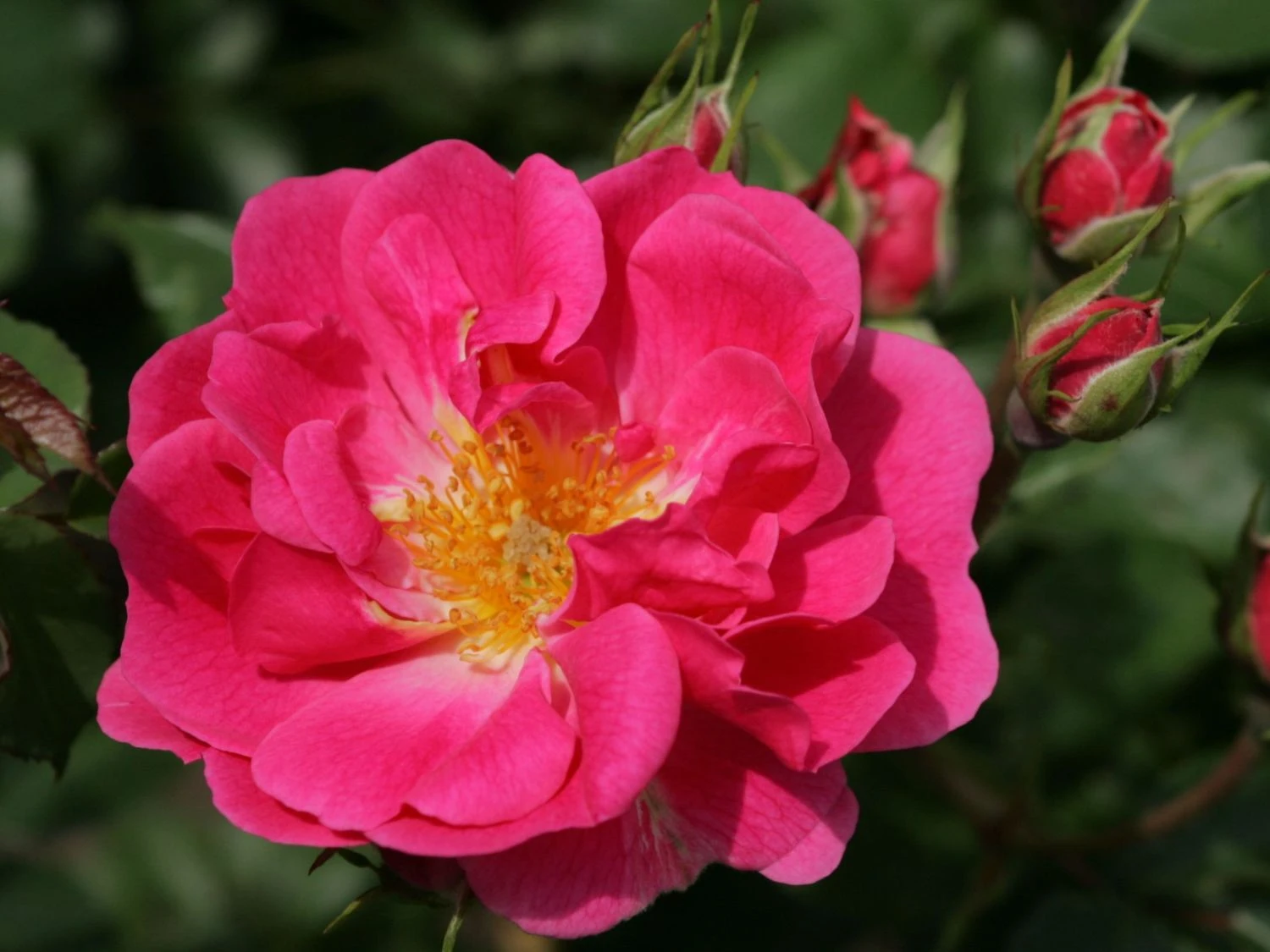 Beetrose 'Bad Wörishofen' / 'Pink Emely' ® 10 Beetrose 'Bad Wörishofen' / 'Pink Emely' ® – Bild 10