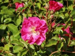 Beetrose 'Bad Wörishofen' / 'Pink Emely' ® 14 Beetrose 'Bad Wörishofen' / 'Pink Emely' ® -Edelrosen Geschaft beetrose bad woerishofen pink emely m043065 w 5