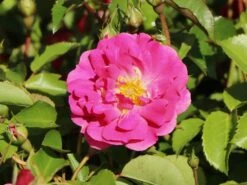 Beetrose 'Bad Wörishofen' / 'Pink Emely' ® 15 Beetrose 'Bad Wörishofen' / 'Pink Emely' ® -Edelrosen Geschaft beetrose bad woerishofen pink emely m043065 w 6