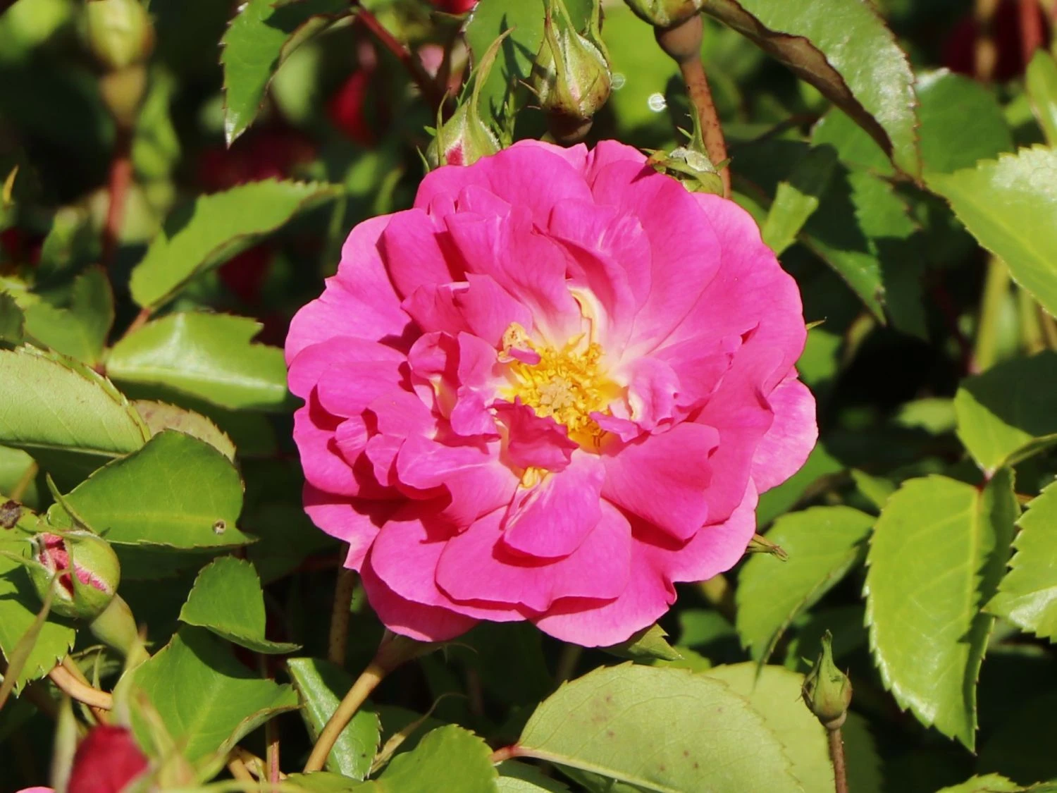 Beetrose 'Bad Wörishofen' / 'Pink Emely' ® 6 Beetrose 'Bad Wörishofen' / 'Pink Emely' ® – Bild 6