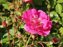 Beetrose 'Bad Wörishofen' / 'Pink Emely' ® 13 Beetrose 'Bad Wörishofen' / 'Pink Emely' ® -Edelrosen Geschaft beetrose bad woerishofen pink emely m043065 w 7