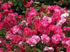 Beetrose 'Bad Wörishofen' / 'Pink Emely' ® 12 Beetrose 'Bad Wörishofen' / 'Pink Emely' ® -Edelrosen Geschaft beetrose bad woerishofen pink emely m043065 w 8