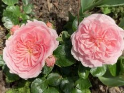 Beetrose 'Bailando' ® 24 Beetrose 'Bailando' ® -Edelrosen Geschaft beetrose bailando m054348 631967 0