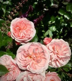 Beetrose 'Bailando' ® 25 Beetrose 'Bailando' ® -Edelrosen Geschaft beetrose bailando m054348 631967 0