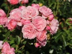 Beetrose 'Bailando' ®