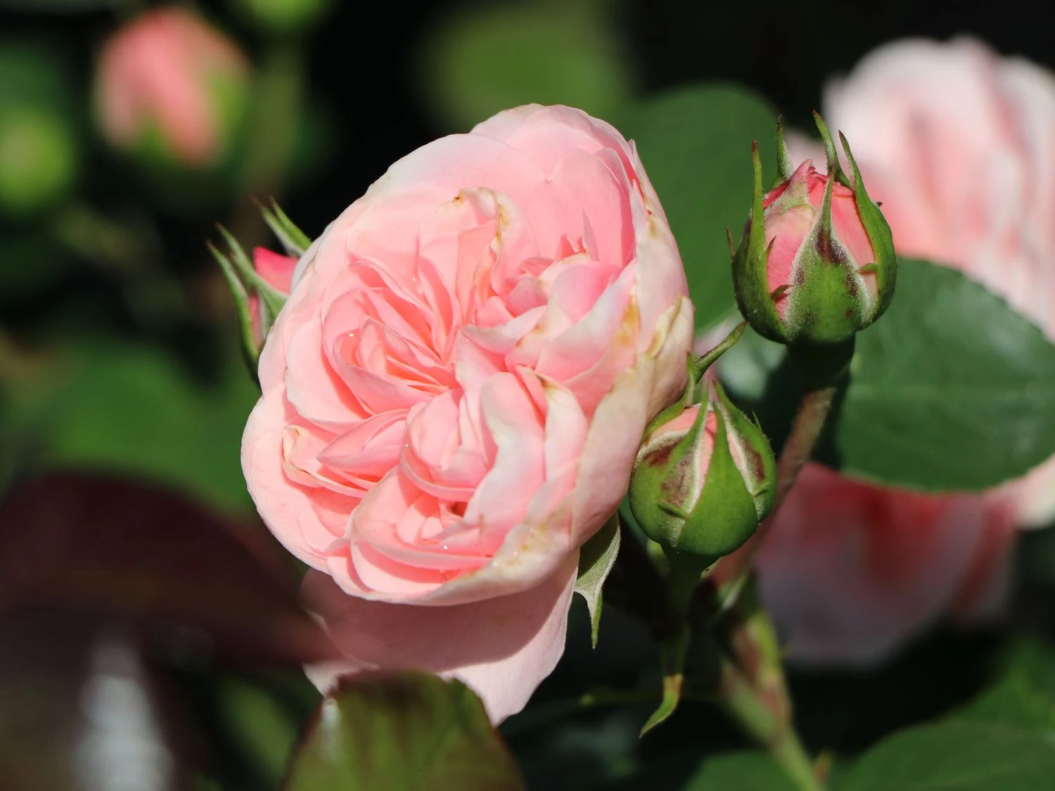 Beetrose 'Bailando' ® 6 Beetrose 'Bailando' ® – Bild 6