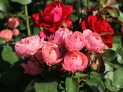 Beetrose 'Bailando' ® 20 Beetrose 'Bailando' ® -Edelrosen Geschaft beetrose bailando m054348 w 1