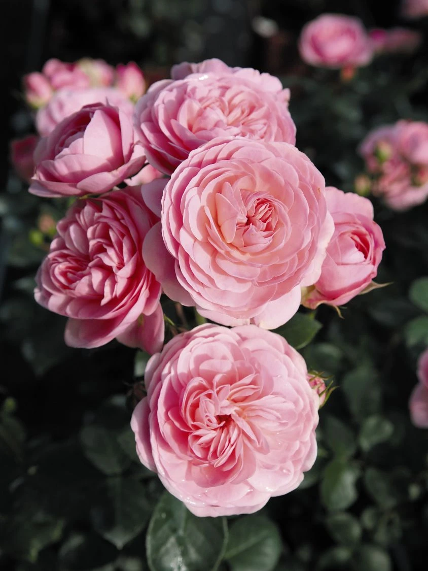 Beetrose 'Bailando' ® 4 Beetrose 'Bailando' ® – Bild 4