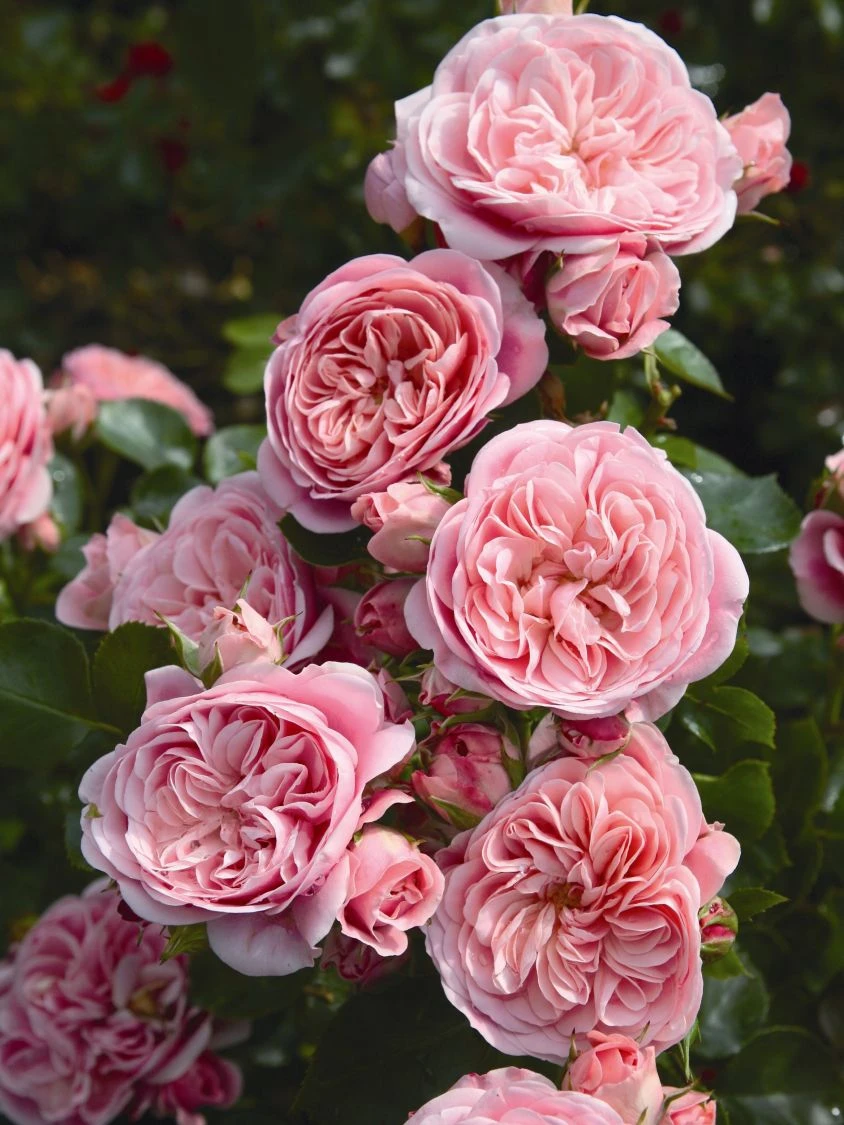 Beetrose 'Bailando' ® 7 Beetrose 'Bailando' ® – Bild 7