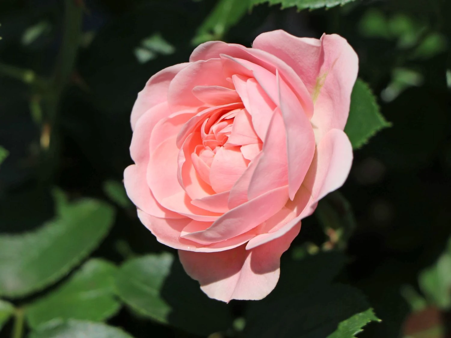 Beetrose 'Bailando' ® 11 Beetrose 'Bailando' ® – Bild 11