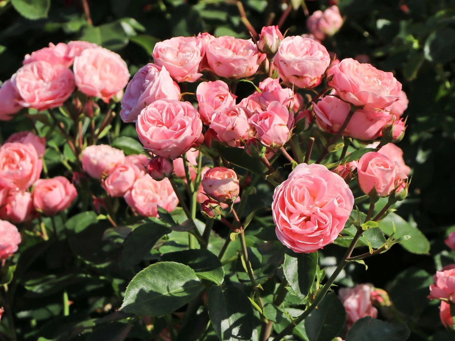 Beetrose 'Bailando' ® 5 Beetrose 'Bailando' ® – Bild 5