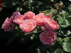 Beetrose 'Bailando' ® 22 Beetrose 'Bailando' ® -Edelrosen Geschaft beetrose bailando m054348 w 7