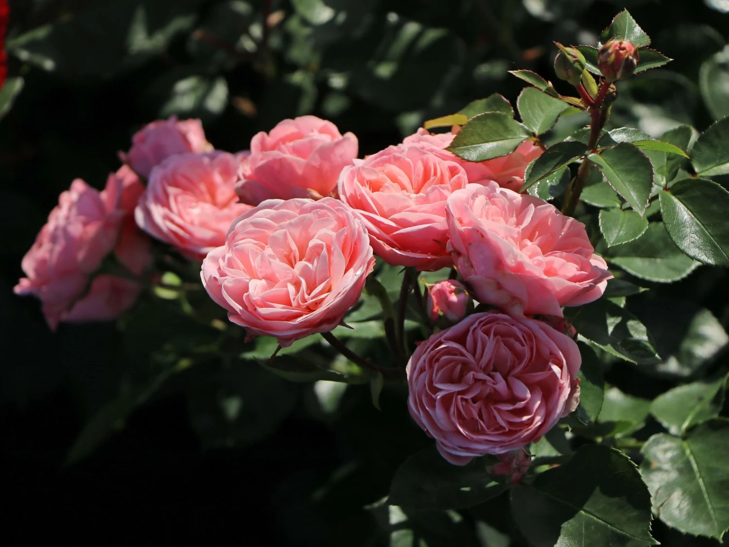 Beetrose 'Bailando' ® 10 Beetrose 'Bailando' ® – Bild 10