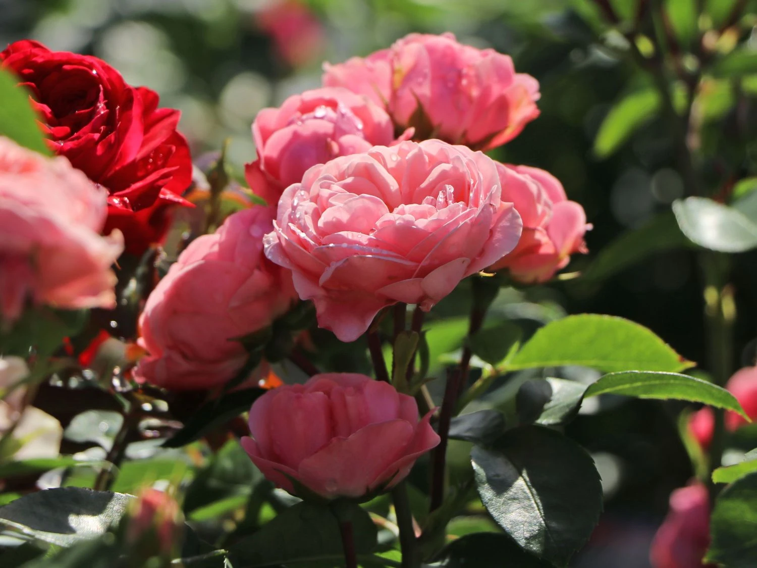 Beetrose 'Bailando' ® 9 Beetrose 'Bailando' ® – Bild 9